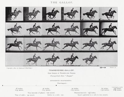 Eadweard Muybridge: Galop (zdjęcie czarno-białe) autorstwa Eadweard Muybridge