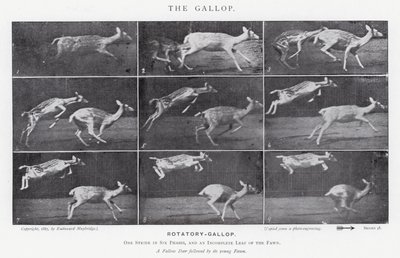 Eadweard Muybridge: Galop (zdjęcie czarno-białe) autorstwa Eadweard Muybridge