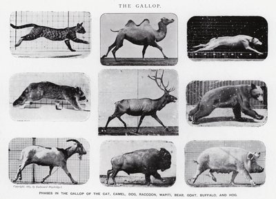 Eadweard Muybridge: Galop (zdjęcie czarno-białe) autorstwa Eadweard Muybridge