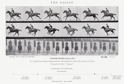 Eadweard Muybridge: Galop (zdjęcie czarno-białe) autorstwa Eadweard Muybridge