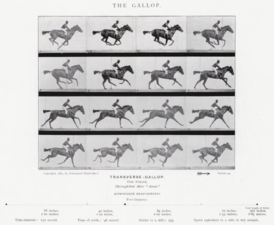 Eadweard Muybridge: Galop (zdjęcie czarno-białe) autorstwa Eadweard Muybridge