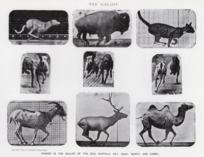 Eadweard Muybridge: Galop (zdjęcie czarno-białe) autorstwa Eadweard Muybridge