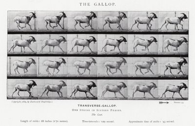 Eadweard Muybridge: Galop (zdjęcie czarno-białe) autorstwa Eadweard Muybridge