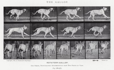 Eadweard Muybridge: Galop (zdjęcie czarno-białe) autorstwa Eadweard Muybridge