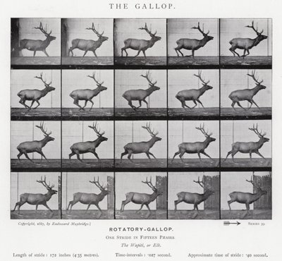 Eadweard Muybridge: Galop (zdjęcie czarno-białe) autorstwa Eadweard Muybridge