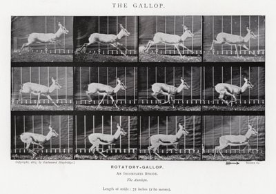 Eadweard Muybridge: Galop (zdjęcie czarno-białe) autorstwa Eadweard Muybridge