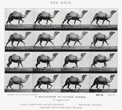 Eadweard Muybridge: The Rack (zdjęcie czarno-białe) autorstwa Eadweard Muybridge
