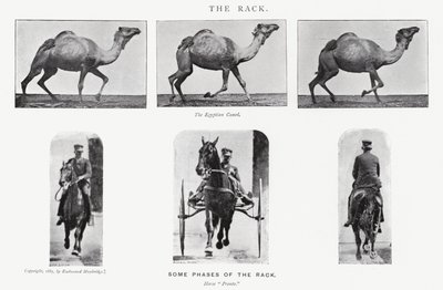 Eadweard Muybridge: Stojak autorstwa Eadweard Muybridge