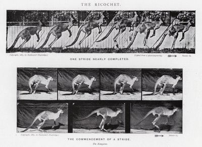 Eadweard Muybridge: Rykoszet (zdjęcie czarno-białe) autorstwa Eadweard Muybridge