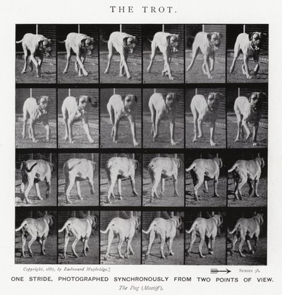 Eadweard Muybridge: Kłus (zdjęcie czarno-białe) autorstwa Eadweard Muybridge