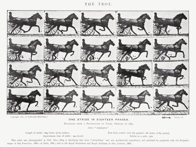 Eadweard Muybridge: Kłus (zdjęcie czarno-białe) autorstwa Eadweard Muybridge