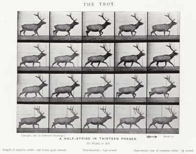 Eadweard Muybridge: Kłus (zdjęcie czarno-białe) autorstwa Eadweard Muybridge