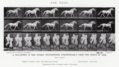 Eadweard Muybridge: Kłus (zdjęcie czarno-białe) autorstwa Eadweard Muybridge