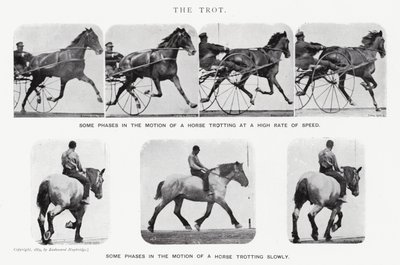 Eadweard Muybridge: Kłus (zdjęcie czarno-białe) autorstwa Eadweard Muybridge