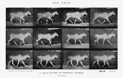 Eadweard Muybridge: Kłus (zdjęcie czarno-białe) autorstwa Eadweard Muybridge