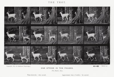 Eadweard Muybridge: Kłus (zdjęcie czarno-białe) autorstwa Eadweard Muybridge