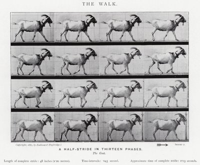 Eadweard Muybridge: The Walk (zdjęcie czarno-białe) autorstwa Eadweard Muybridge