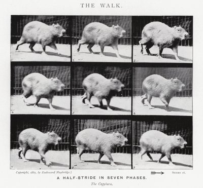 Eadweard Muybridge: The Walk (zdjęcie czarno-białe) autorstwa Eadweard Muybridge