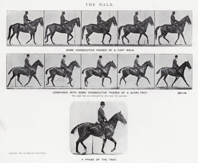 Eadweard Muybridge: The Walk (zdjęcie czarno-białe) autorstwa Eadweard Muybridge