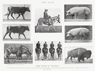 Eadweard Muybridge: The Walk (zdjęcie czarno-białe) autorstwa Eadweard Muybridge