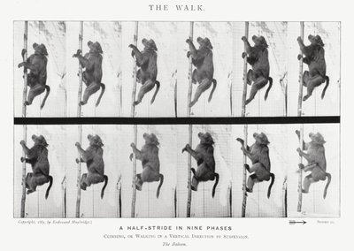 Eadweard Muybridge: The Walk (zdjęcie czarno-białe) autorstwa Eadweard Muybridge