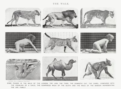 Eadweard Muybridge: The Walk (zdjęcie czarno-białe) autorstwa Eadweard Muybridge