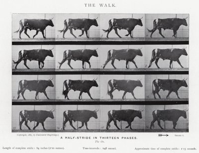 Eadweard Muybridge: The Walk (zdjęcie czarno-białe) autorstwa Eadweard Muybridge