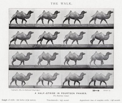 Eadweard Muybridge: The Walk (zdjęcie czarno-białe) autorstwa Eadweard Muybridge