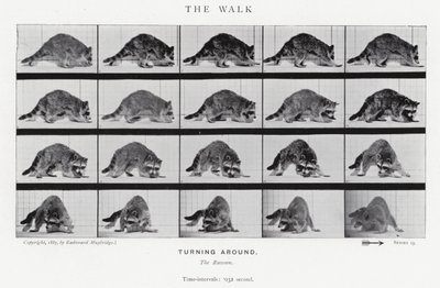 Eadweard Muybridge: The Walk (zdjęcie czarno-białe) autorstwa Eadweard Muybridge
