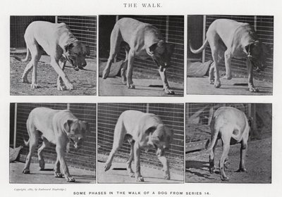 Eadweard Muybridge: The Walk (zdjęcie czarno-białe) autorstwa Eadweard Muybridge