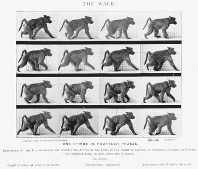 Eadweard Muybridge: The Walk (zdjęcie czarno-białe) autorstwa Eadweard Muybridge