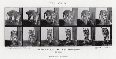 Eadweard Muybridge: The Walk (zdjęcie czarno-białe) autorstwa Eadweard Muybridge