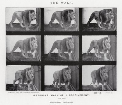 Eadweard Muybridge: The Walk (zdjęcie czarno-białe) autorstwa Eadweard Muybridge