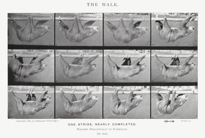 Eadweard Muybridge: The Walk (zdjęcie czarno-białe) autorstwa Eadweard Muybridge