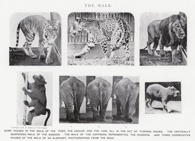 Eadweard Muybridge: The Walk (zdjęcie czarno-białe) autorstwa Eadweard Muybridge
