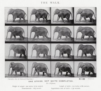 Eadweard Muybridge: The Walk autorstwa Eadweard Muybridge
