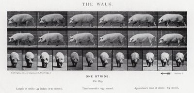 Eadweard Muybridge: The Walk autorstwa Eadweard Muybridge