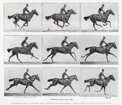 Eadweard Muybridge: galop poprzeczny (zdjęcie czarno-białe) autorstwa Eadweard Muybridge