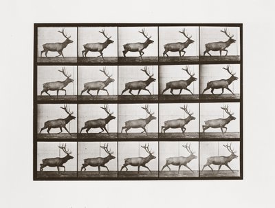 Łoś, płyta 692 z lokomocji zwierzęcej, 1887 autorstwa Eadweard Muybridge