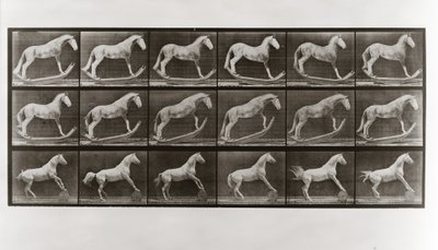 Koń na biegunach i koń toczący beczkę, płyta 649 z Animal Locomotion, 1887 autorstwa Eadweard Muybridge