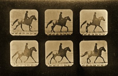 Konie. Nieregularnik, seria "Animal Locomotion", ok. 1881 r. autorstwa Eadweard Muybridge