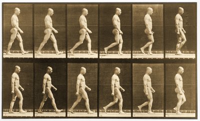 Sekwencja obrazów chodzącego nagiego mężczyzny, seria „Animal Locomotion”, c.1881 (zdjęcie czarno-białe) autorstwa Eadweard Muybridge