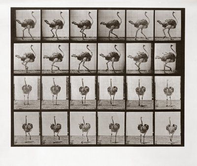 Biegnący struś, płyta 772 z Animal Locomotion, 1887 autorstwa Eadweard Muybridge