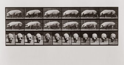 Spacer po świniach, tablica 673 z lokomotywy zwierząt, 1887 autorstwa Eadweard Muybridge