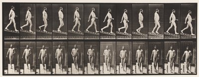 Płyta 113. Nachylenie malejąco, 1 na 4, 1872-1885 autorstwa Eadweard Muybridge