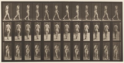Płyta 14. Chodzenie, prawa ręka przy brodzie, 1872-1885 autorstwa Eadweard Muybridge