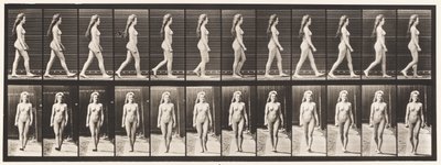 Płyta 17. Chodzenie, 1872-1885 autorstwa Eadweard Muybridge