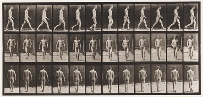 Płyta 1. Chodzenie autorstwa Eadweard Muybridge