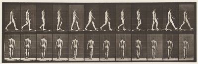 Płyta 2. Chodzenie, 1872-1885 autorstwa Eadweard Muybridge