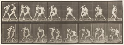 Płyta 342. Boks; Otwarta dłoń, 1872-1885 autorstwa Eadweard Muybridge